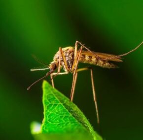 Mosquito carrying disease including Zika virus