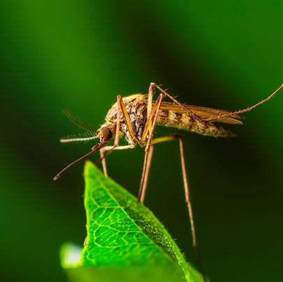 Mosquito carrying disease including Zika virus