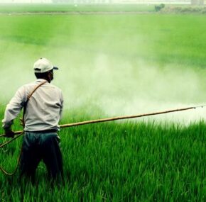 Farmer sprays pesticide to prevent insects in rice field
